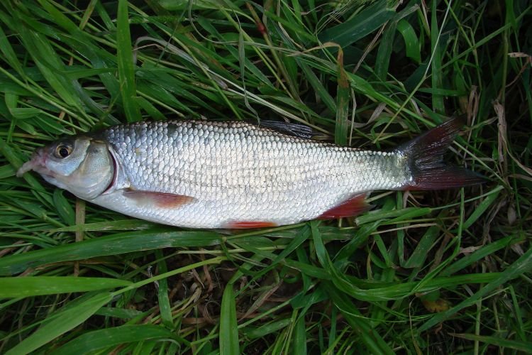 Язь – фото рыбы