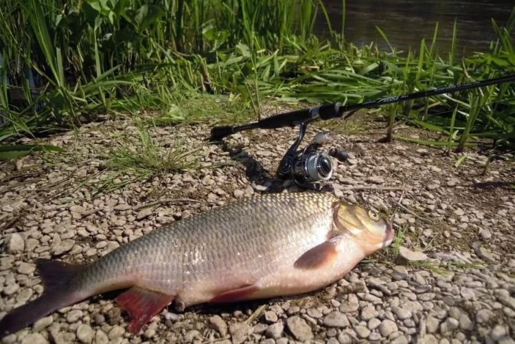 Язь – фото рыбы