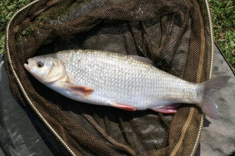 Язь – фото рыбы