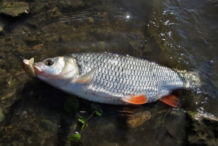 Язь – фото рыбы