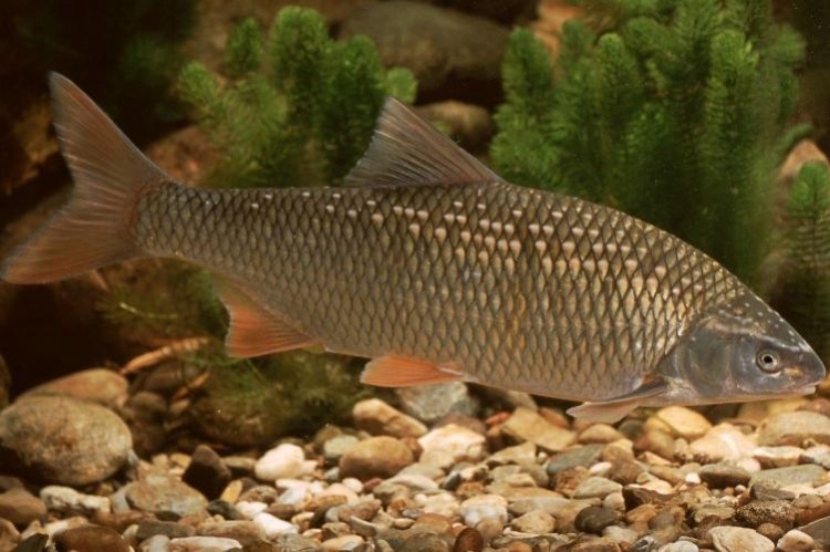 Сколько живут язи