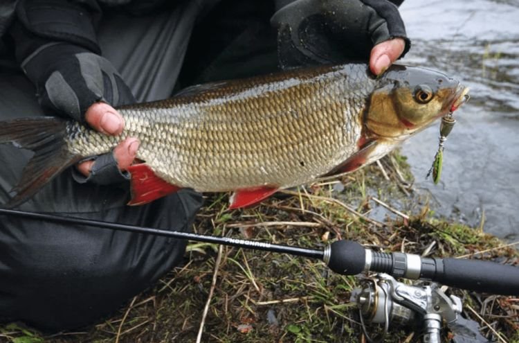 Язь – фото рыбы