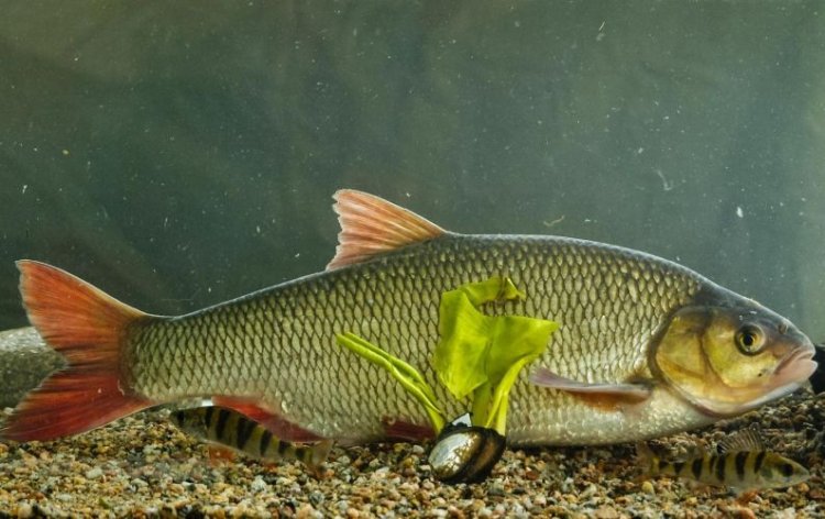 Размножение язя