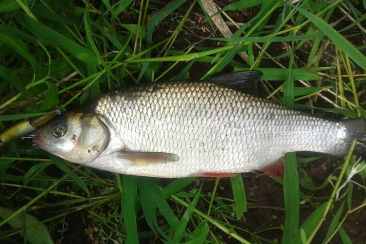 Естественные враги