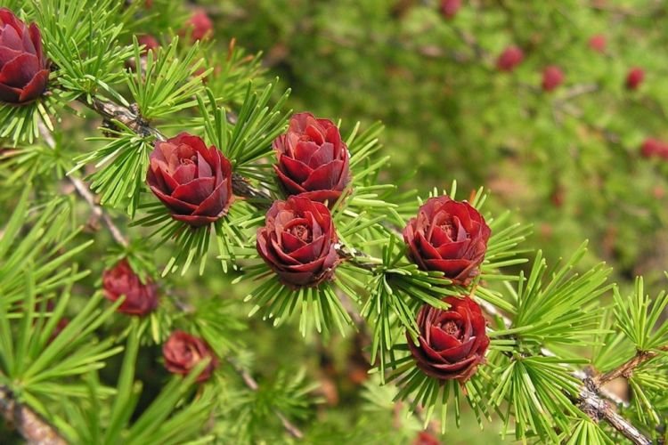 Когда цветет лиственница