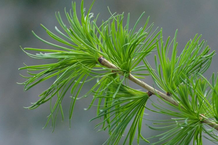 Уход и выращивание