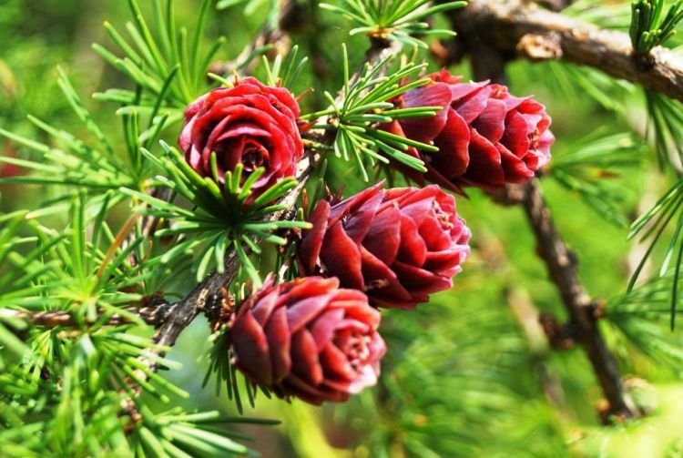 Лиственница – фото