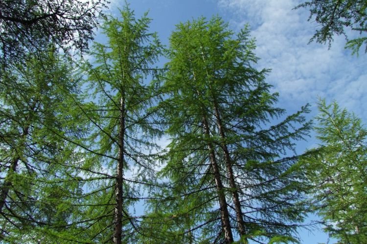 Лиственница – фото