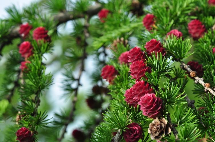 Лиственница – фото