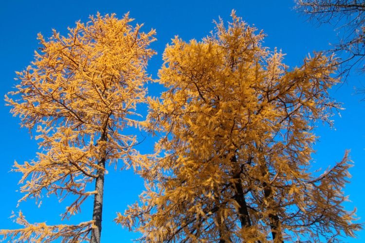 Лиственница – фото