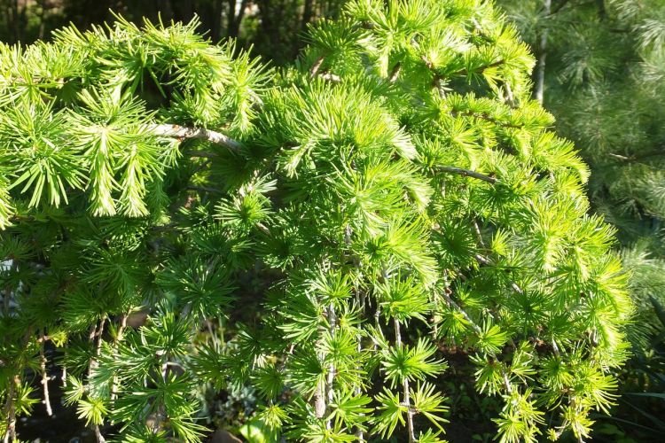 Лиственница – фото