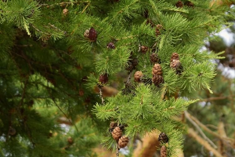 Лиственница – фото