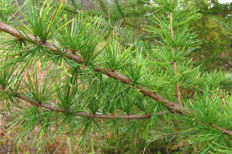 Американская лиственница