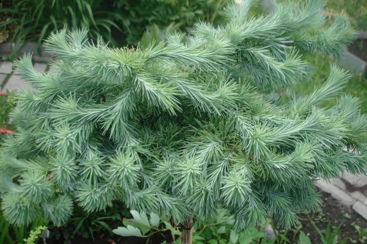 Тонкочешуйчатая лиственница