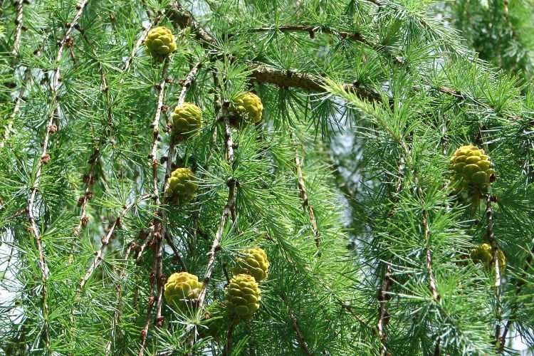 Где растет лиственница