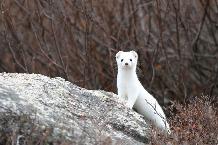 Горностай – фото