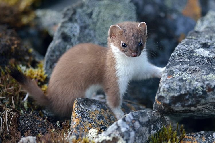 Сколько живут горностаи