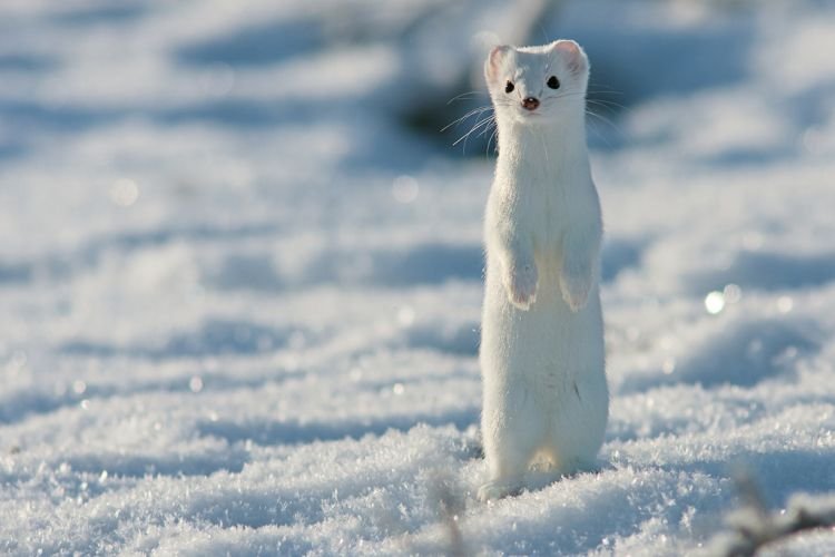 Виды горностаев