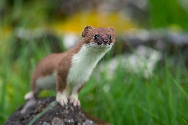 Среда обитания горностаев