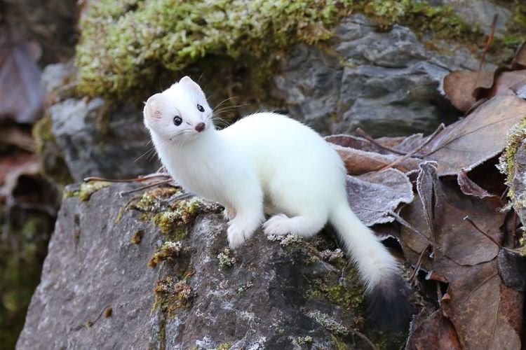 Содержание горностая в неволе