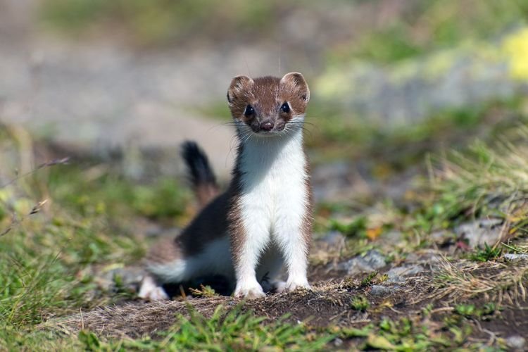 Миграции горностаев