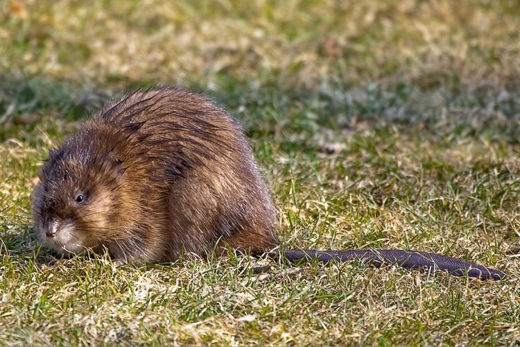 Как выглядит ондатра