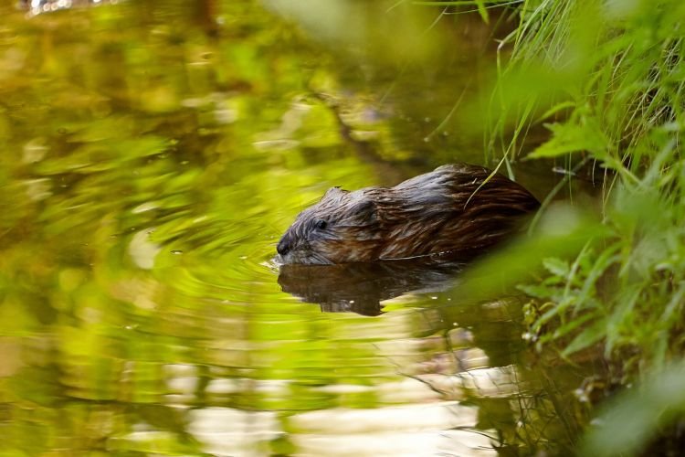 Ондатра – фото