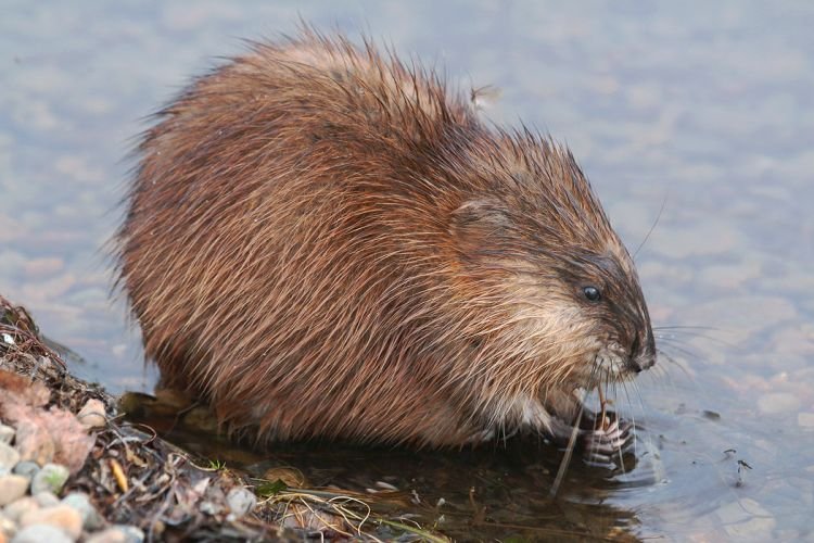 Сколько живут ондатры