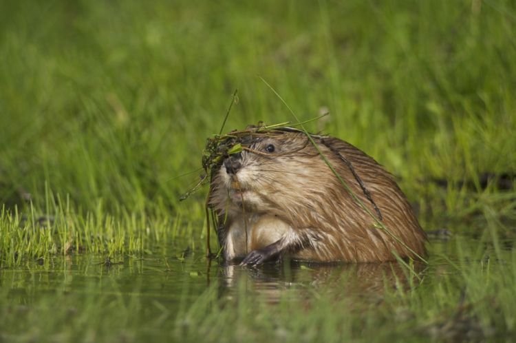 Ондатра – фото