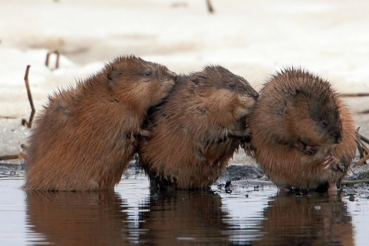 Ондатра – фото