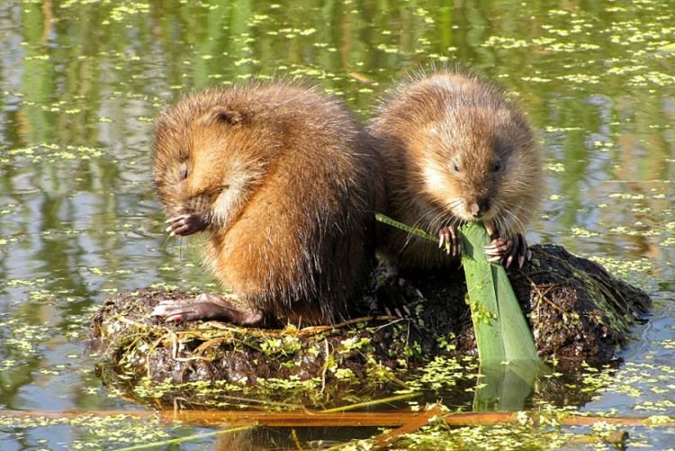 Виды ондатр