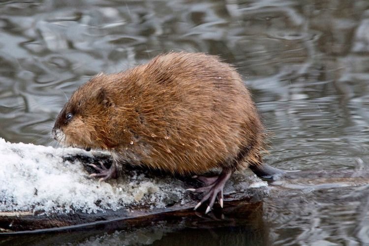 Среда обитания ондатр