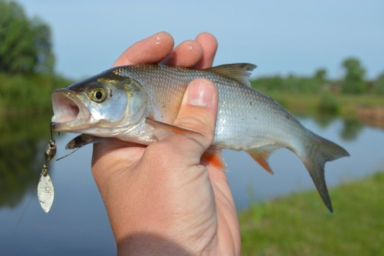 Как выглядит жерех