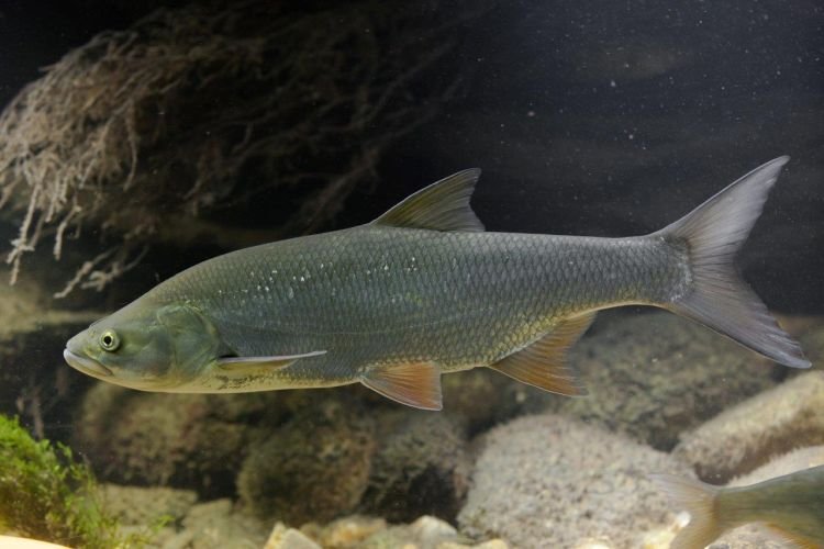 Размножение жереха