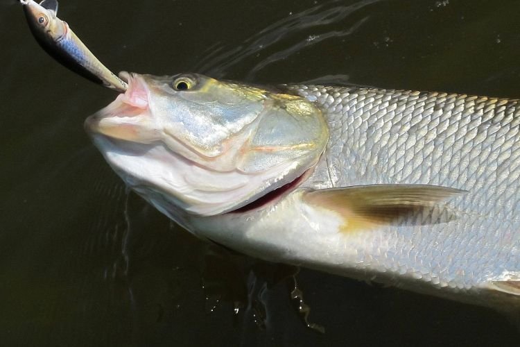 Жерех – фото