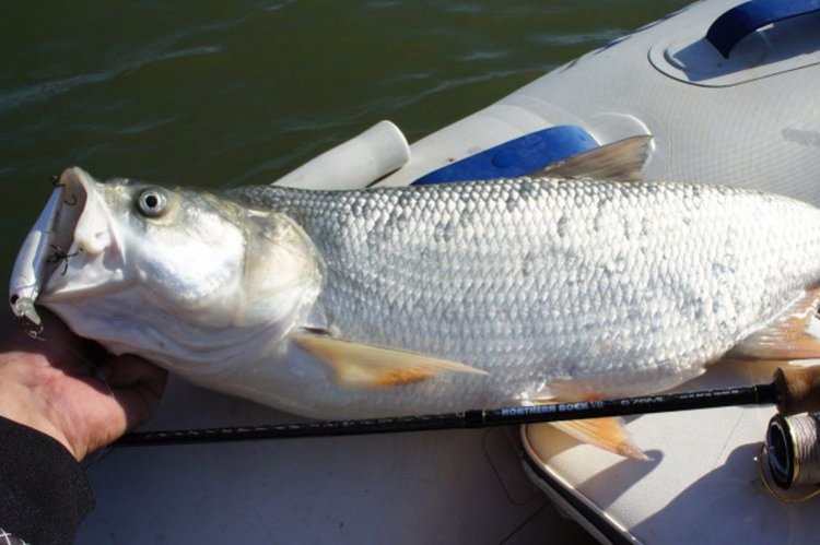 Жерех – фото