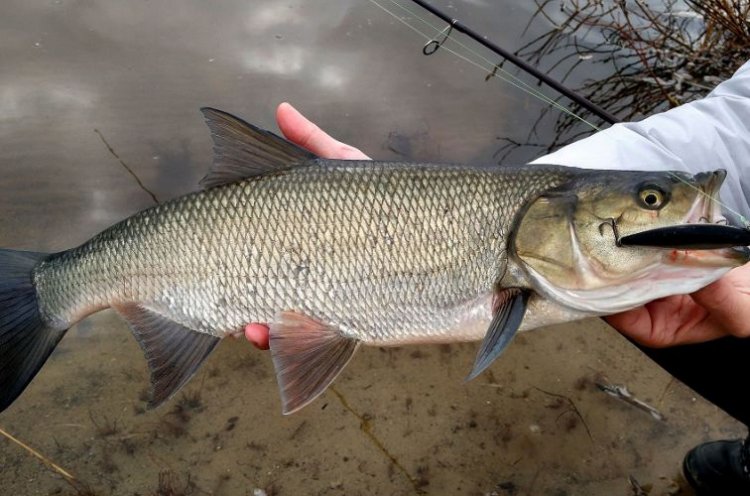 Жерех – фото