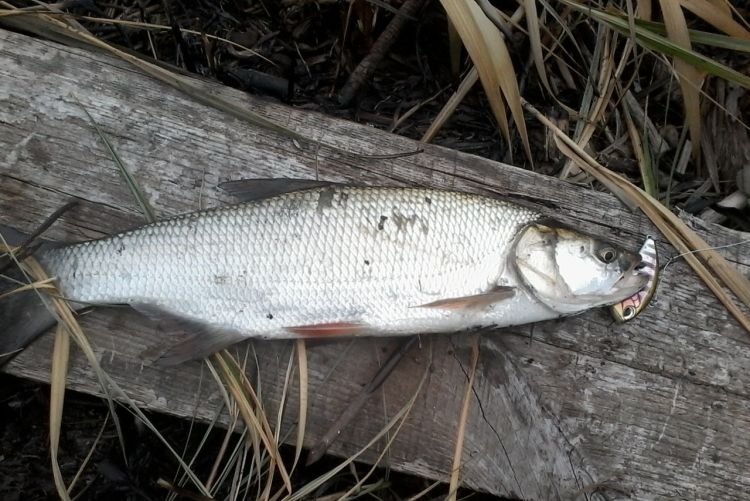 Жерех – фото