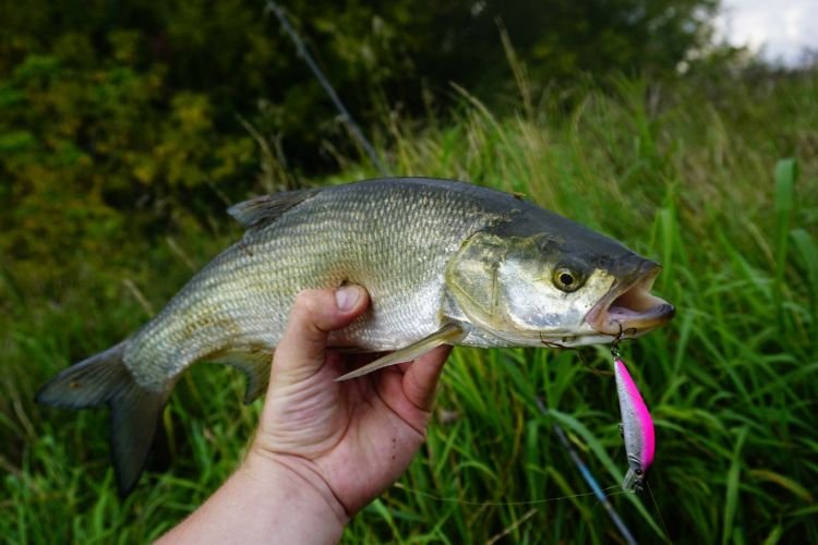 Европейский жерех