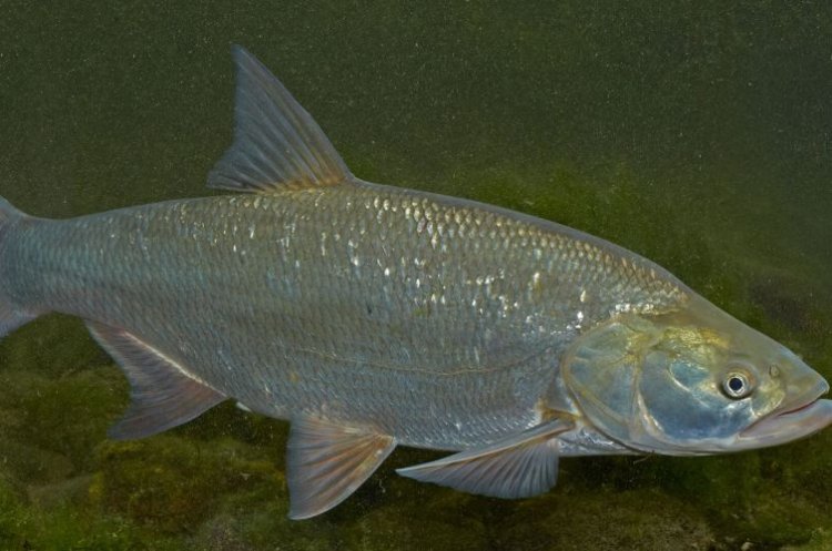 Где водится жерех