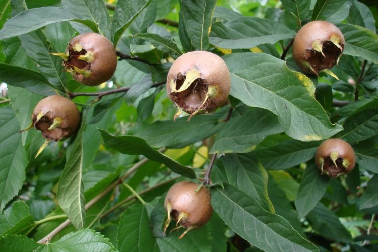 Германская мушмула