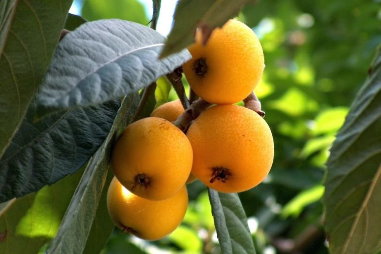 Японская мушмула