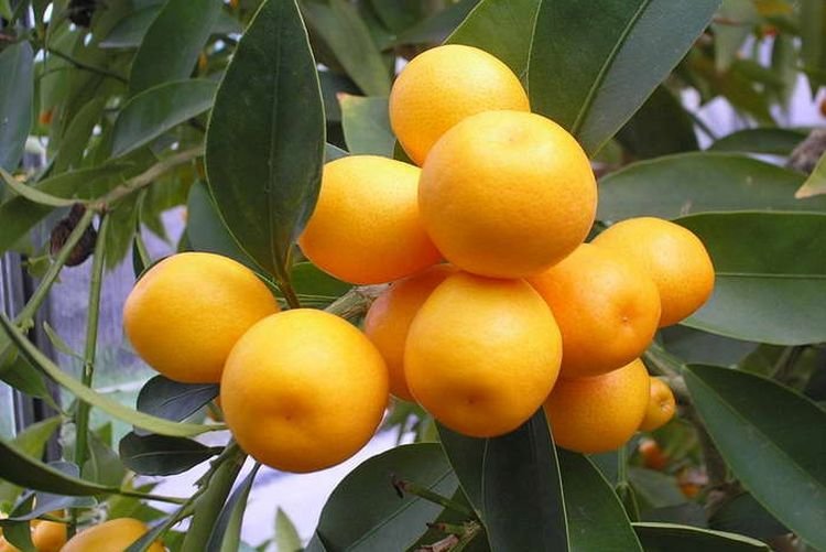 Малайский кумкват