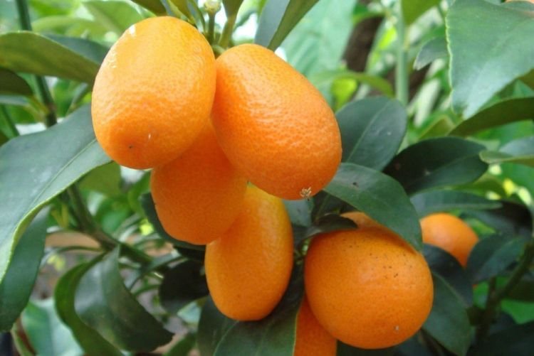 Пищевая ценность и полезные свойства