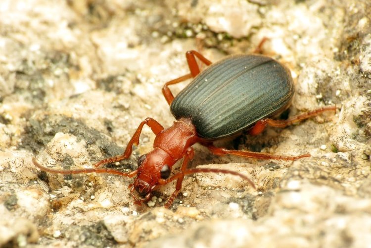 Жук-бомбардир