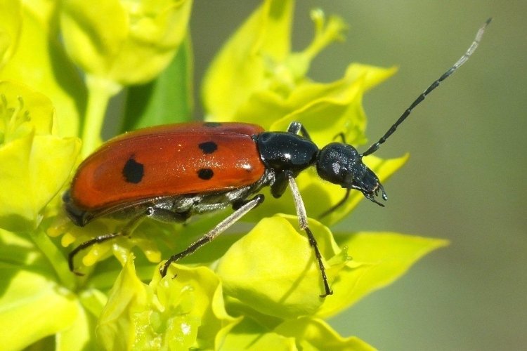 Жук-нарывник