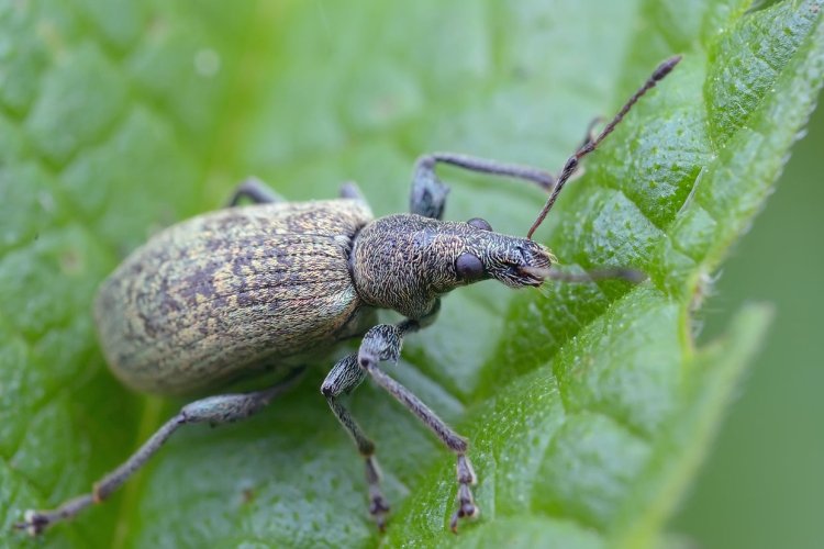 Долгоносик