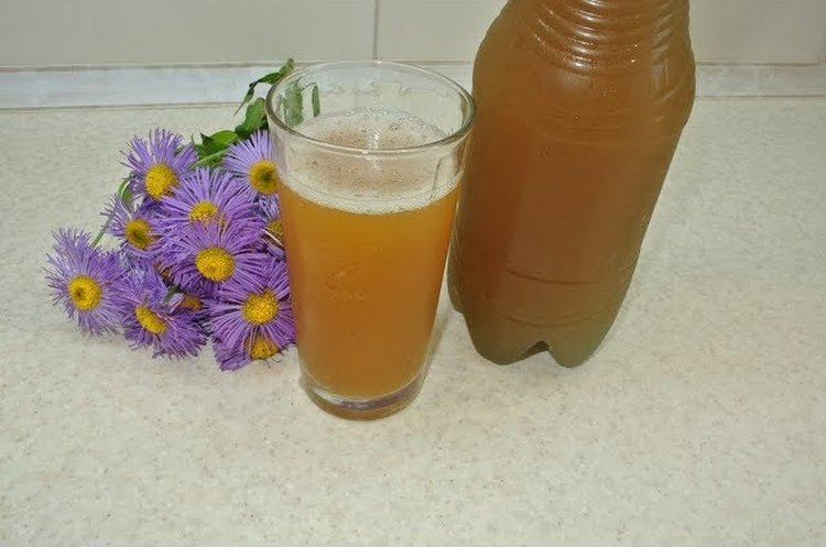 Квас из цикория с прессованными дрожжами