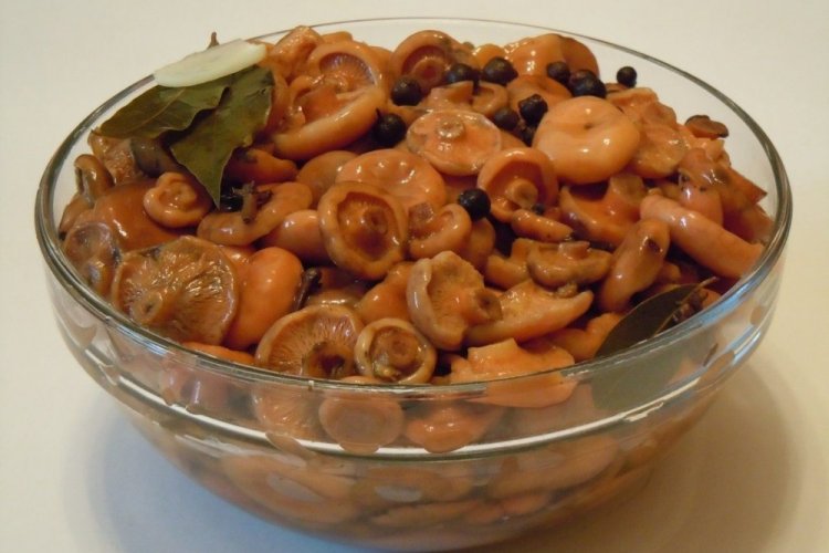 Быстрая засолка рыжиков