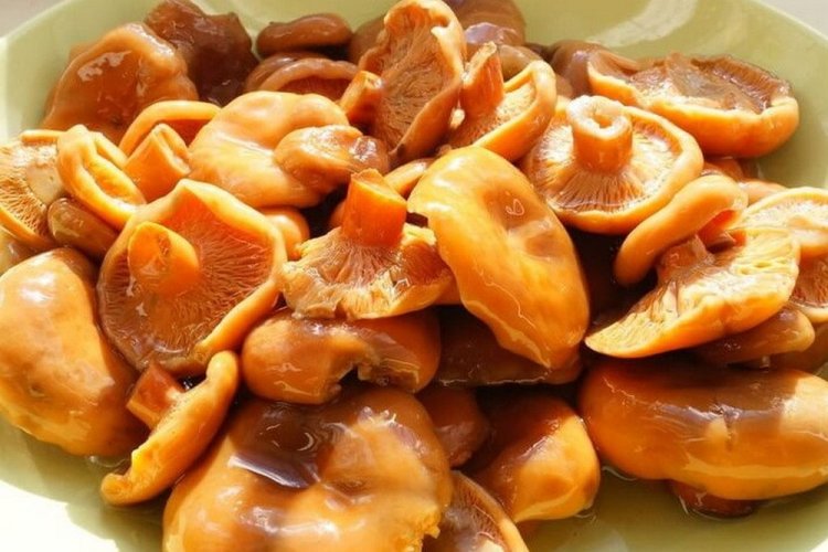 Засолка рыжиков в бутылках